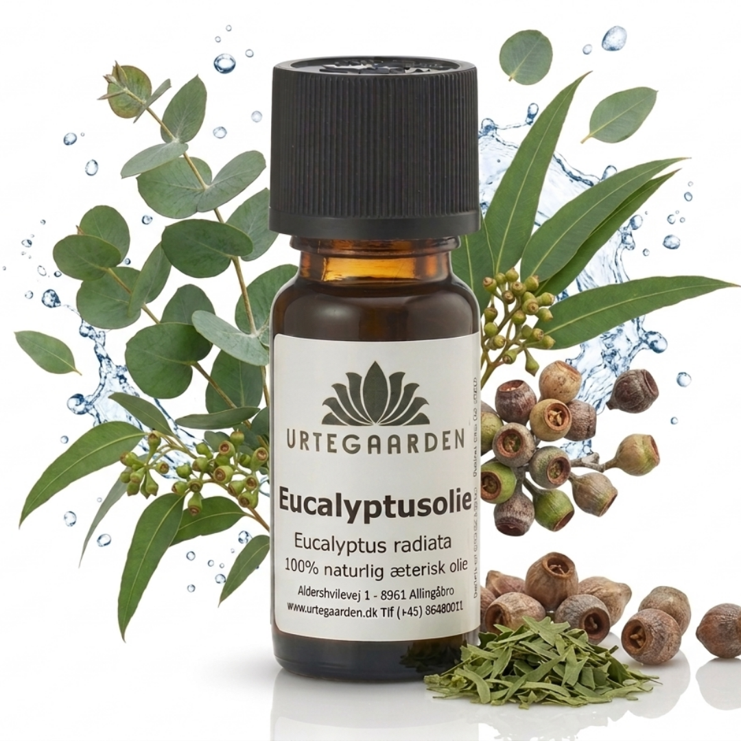 Eucalyptusolie 10 ml